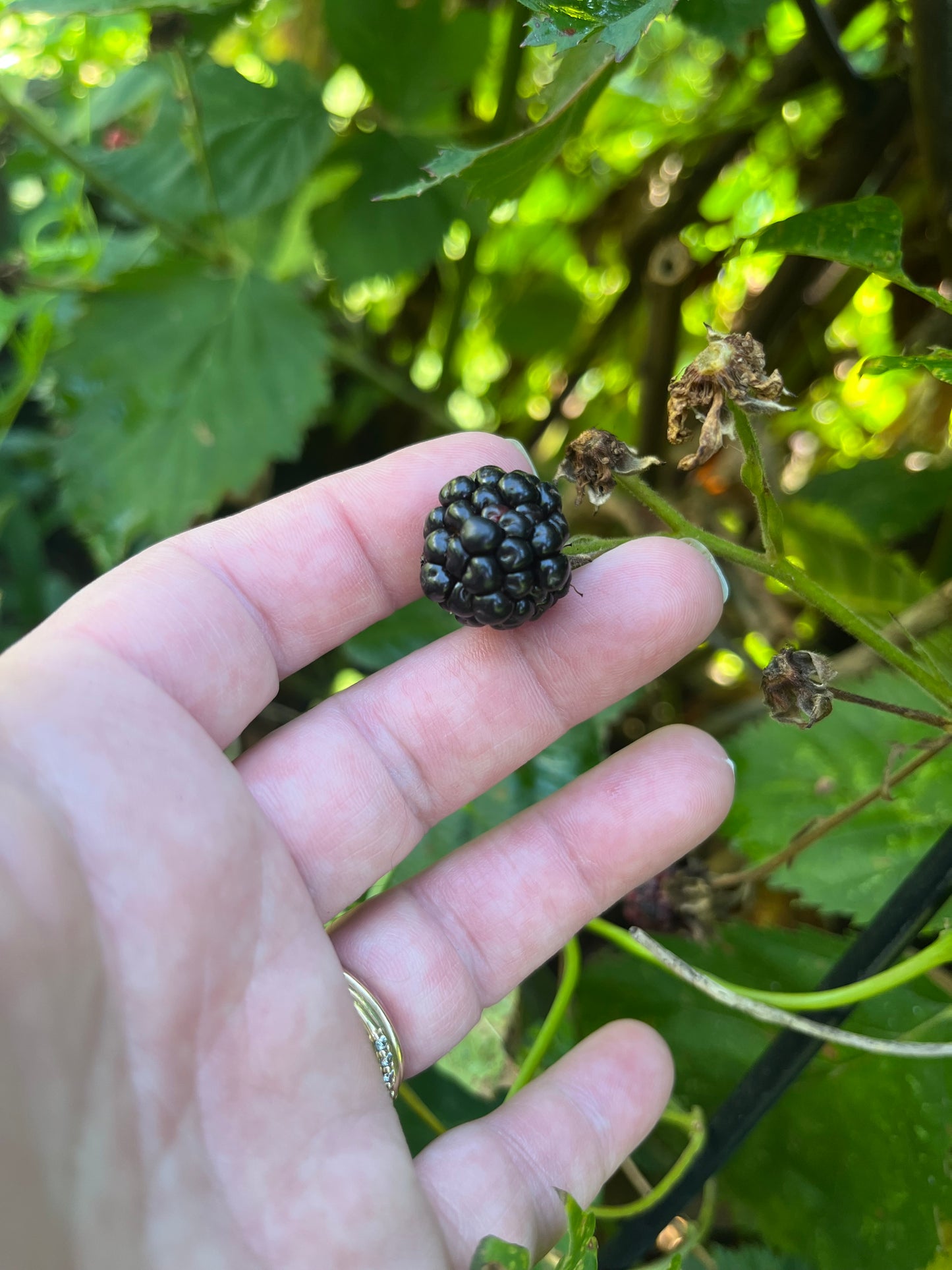 Seedless Blackberry Jelly