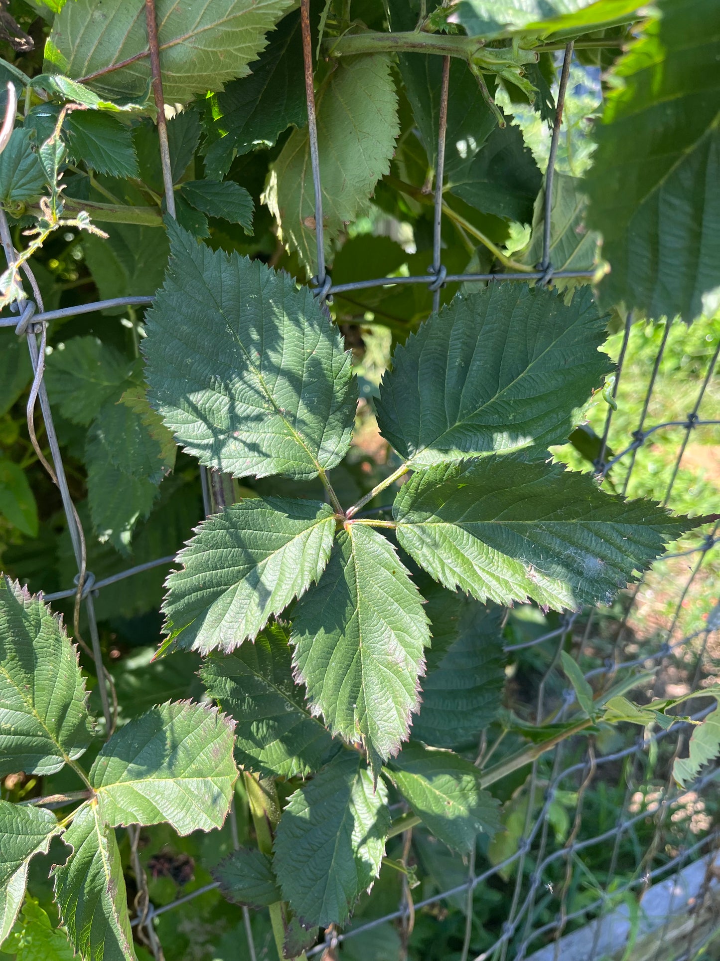 Seedless Blackberry Jelly